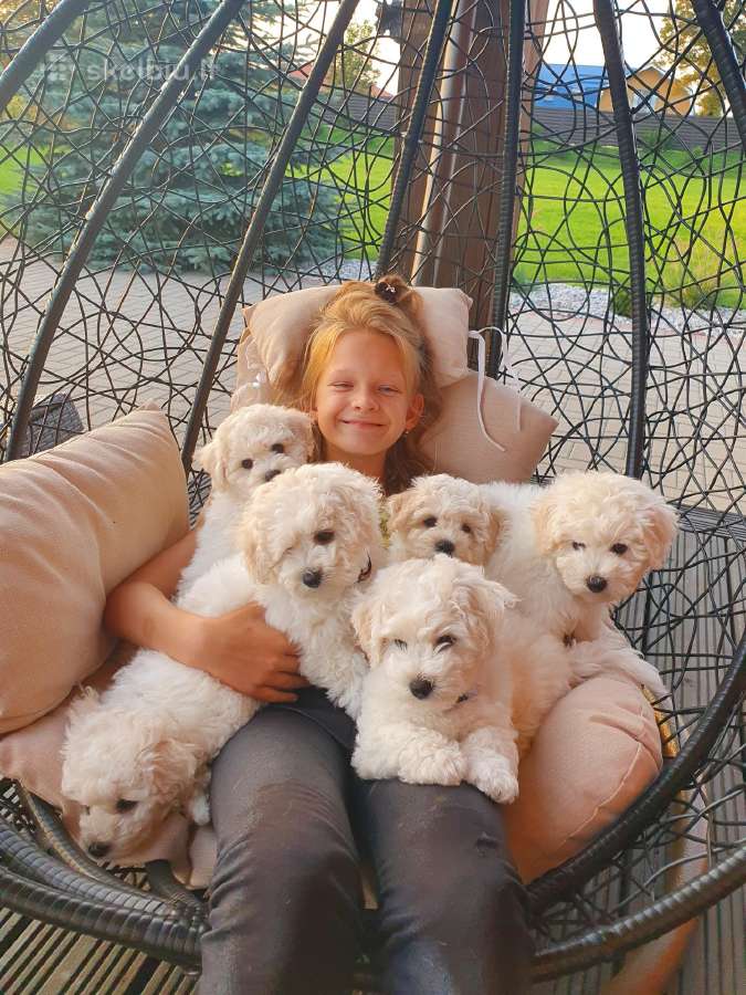 Kilmingi garbanotieji bišonai/ bichon frise - nuotraukos Nr. 26