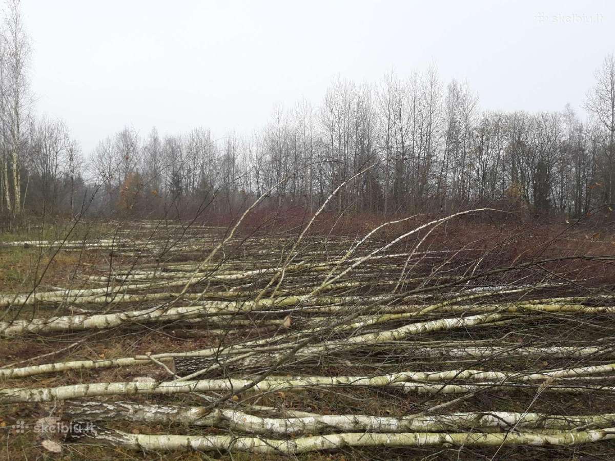 Apleistų sklypų tvarkymas.sodo sklypų valymas - nuotraukos Nr. 4
