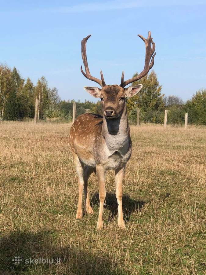 Parduodu Danielius. Patinai, pateles, jaunikliai - nuotraukos Nr. 3