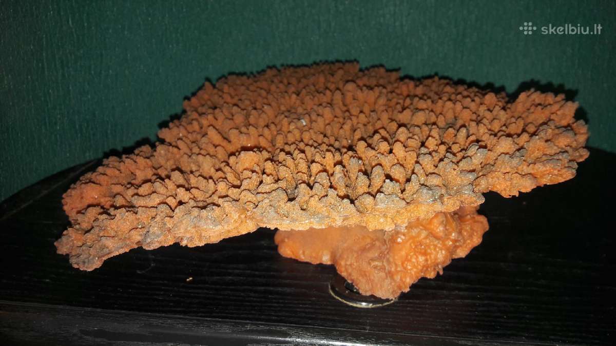 Dirbtinis koralas