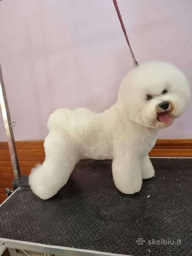 Kilmingi garbanotieji bišonai/ bichon frise - nuotraukos Nr. 33