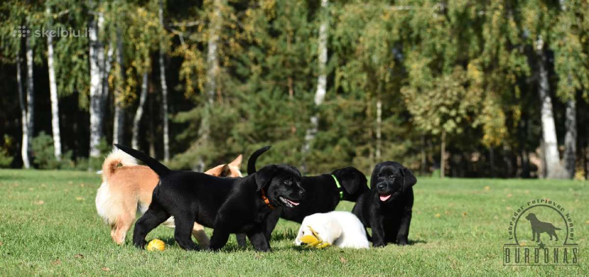 Labradorų veislynas "Burbonas"! Spali bus vada! - nuotraukos Nr. 14