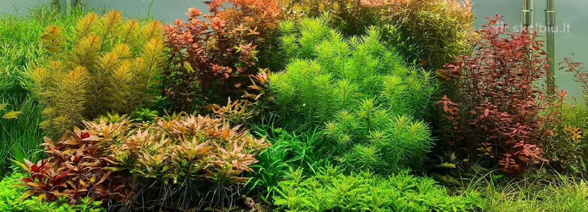 Akvariuminiai augalai
