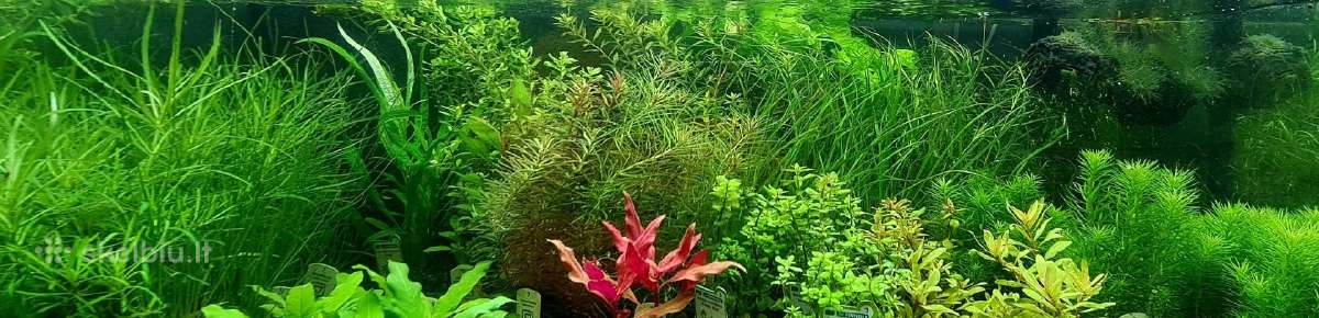 Akvariuminiai augalai - nuotraukos Nr. 2