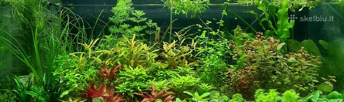 Akvariuminiai augalai - nuotraukos Nr. 3