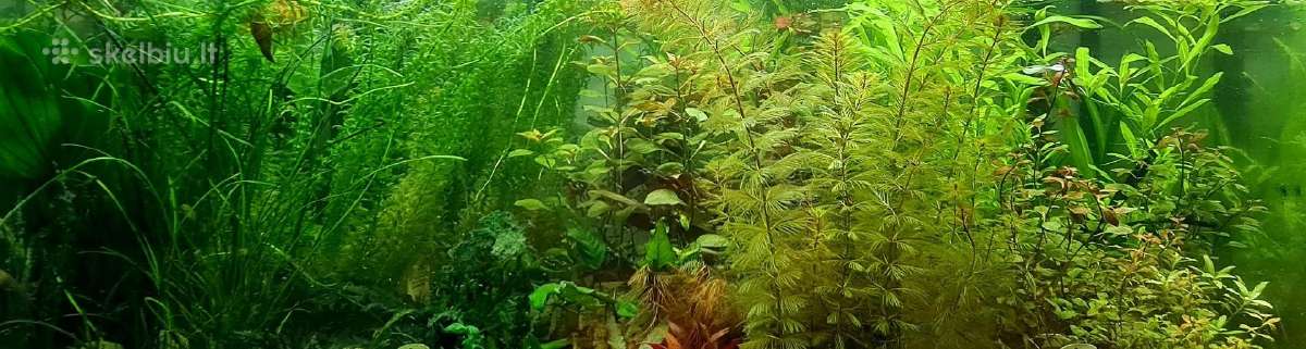 Akvariuminiai augalai - nuotraukos Nr. 4