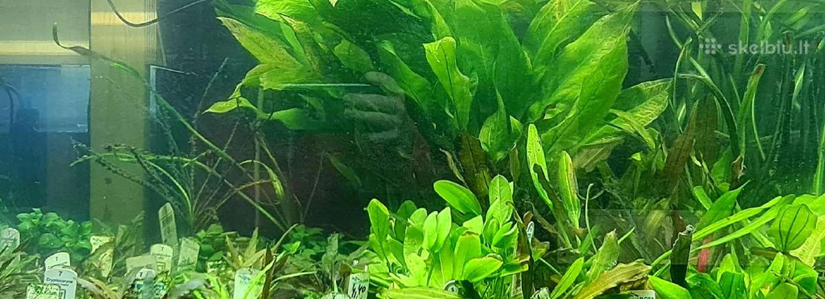 Akvariuminiai augalai - nuotraukos Nr. 5