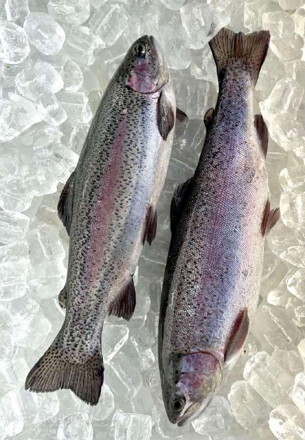 Ikrai,gintariniai, Vaivorykstiniai. Mailius, - nuotraukos Nr. 5