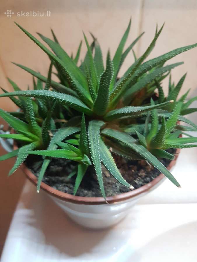 Išpardavimas -30% - nuotraukos Nr. 19