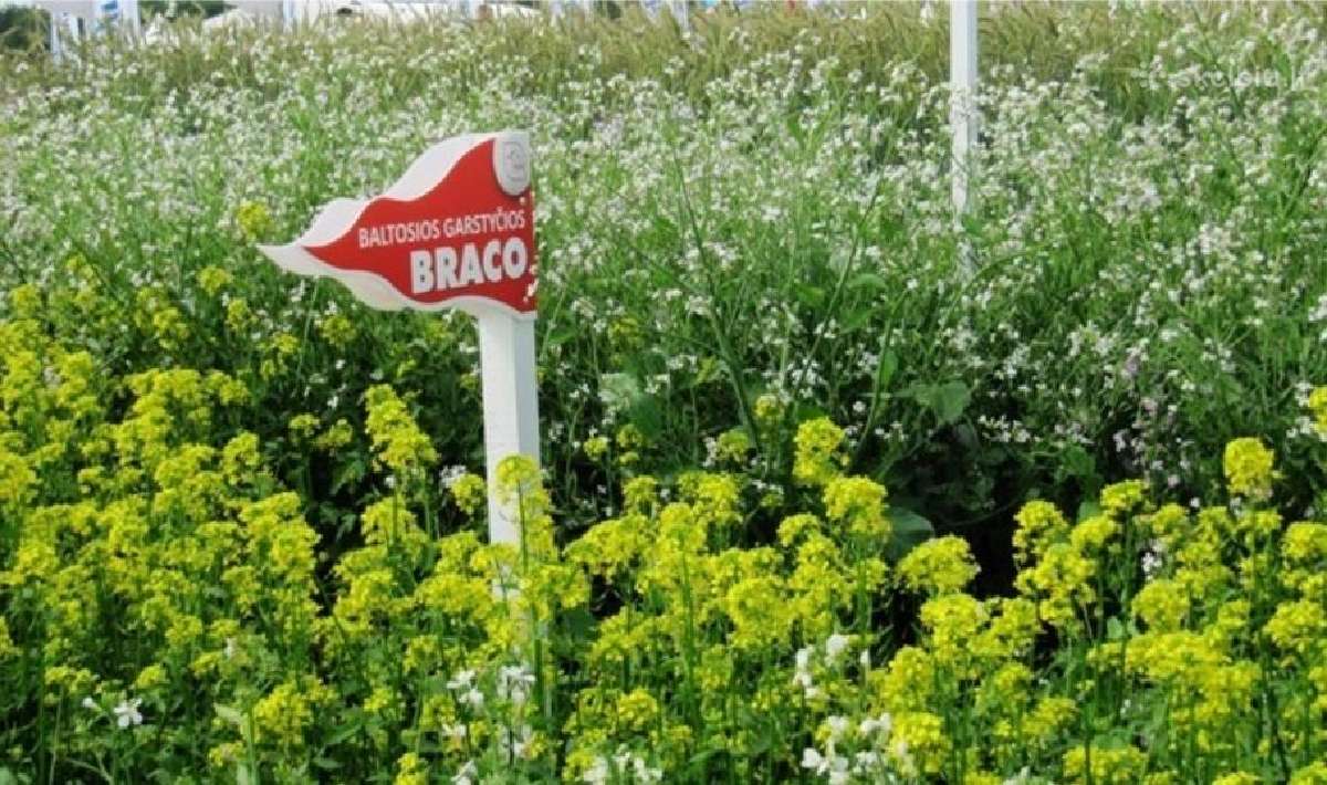 Baltosios garstyčios "Braco"
