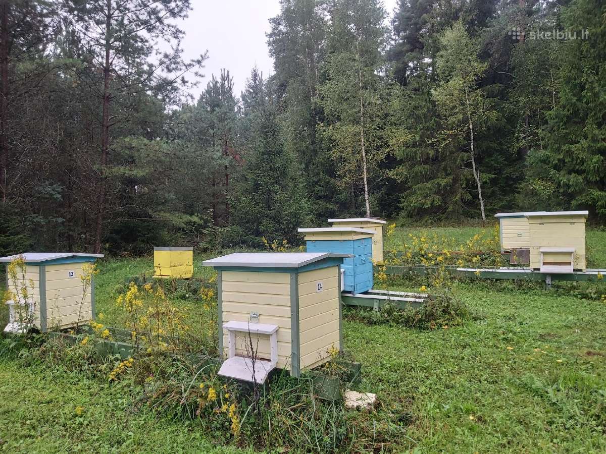 Aviliai, bičių šeimos, kita avilio įranga - nuotraukos Nr. 3