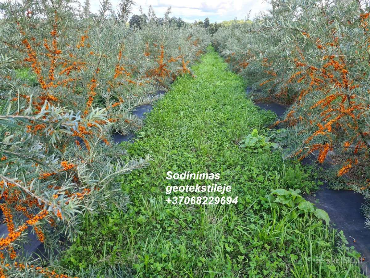 Veislinių šaltalankių sodinukai, galiu užsodinti - nuotraukos Nr. 7