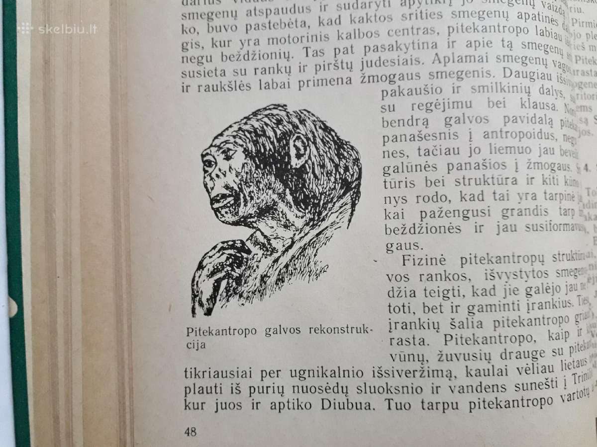 Žmogaus ir pirmykštės visuomenės kilmė bei raida - nuotraukos Nr. 4