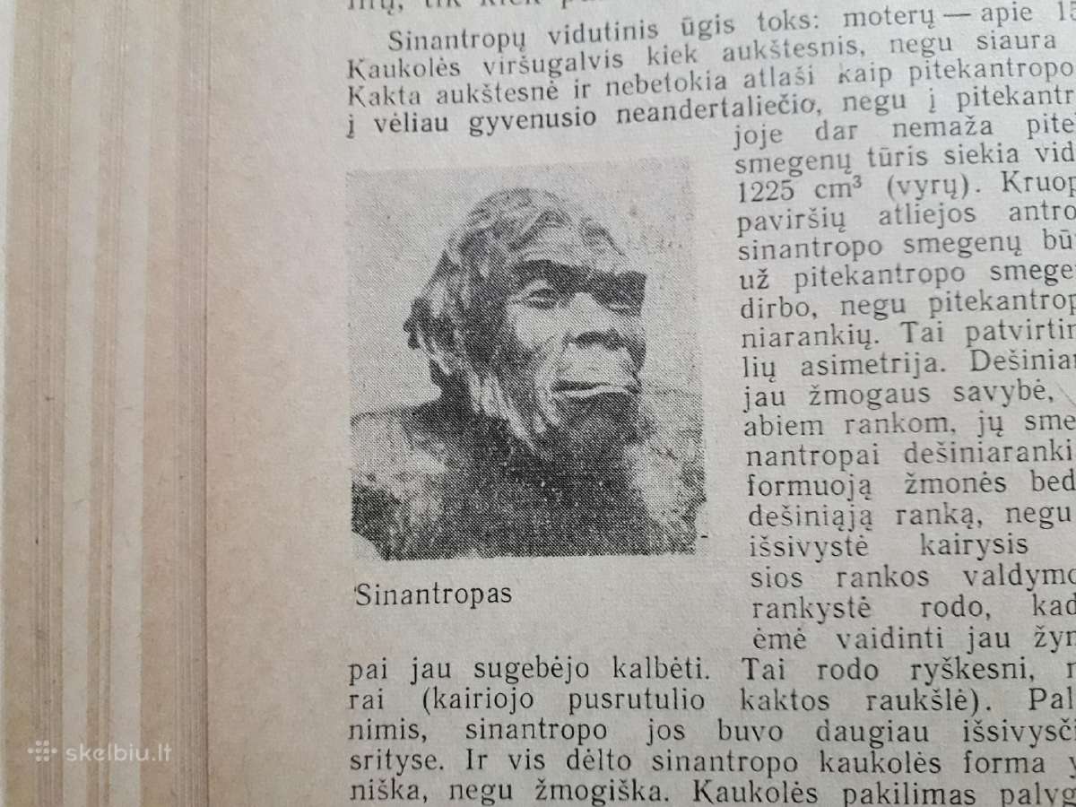 Žmogaus ir pirmykštės visuomenės kilmė bei raida - nuotraukos Nr. 5