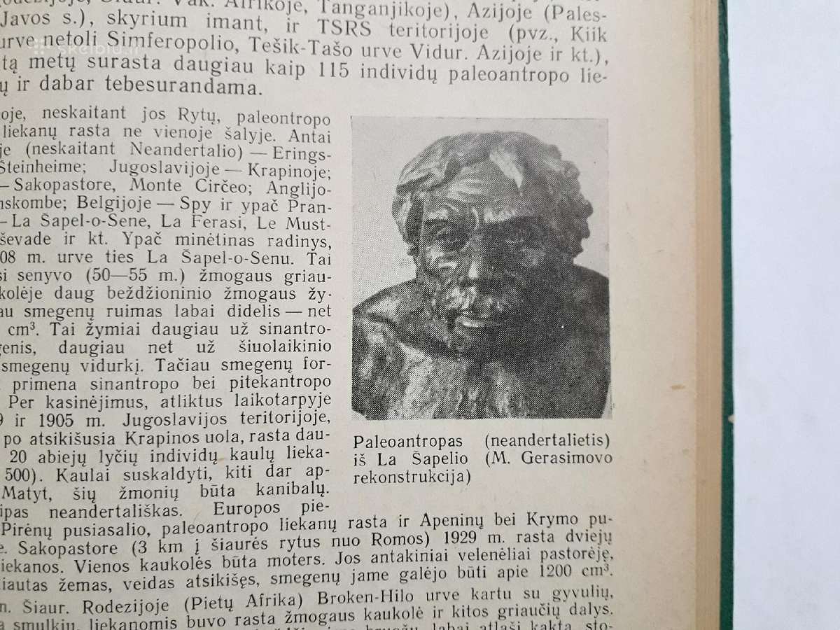 Žmogaus ir pirmykštės visuomenės kilmė bei raida - nuotraukos Nr. 7