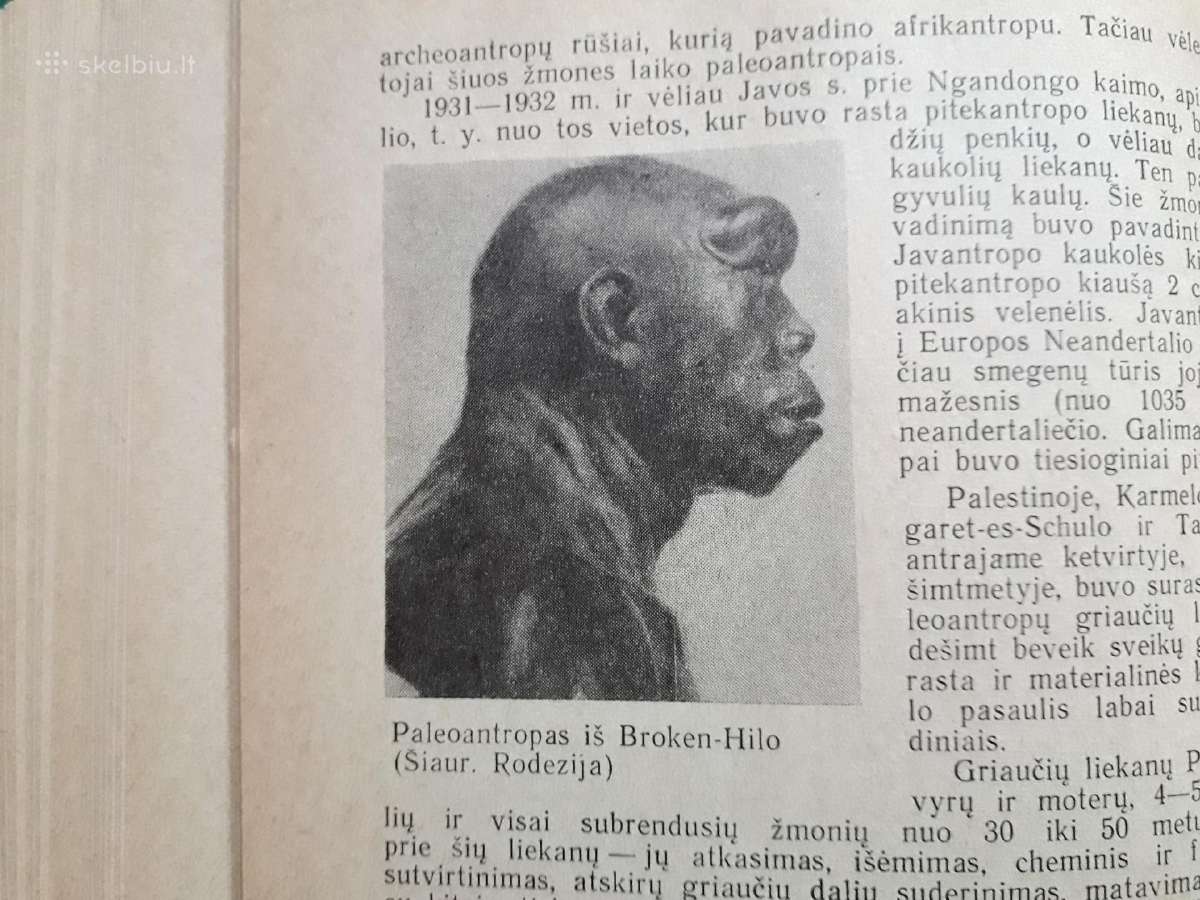 Žmogaus ir pirmykštės visuomenės kilmė bei raida - nuotraukos Nr. 8