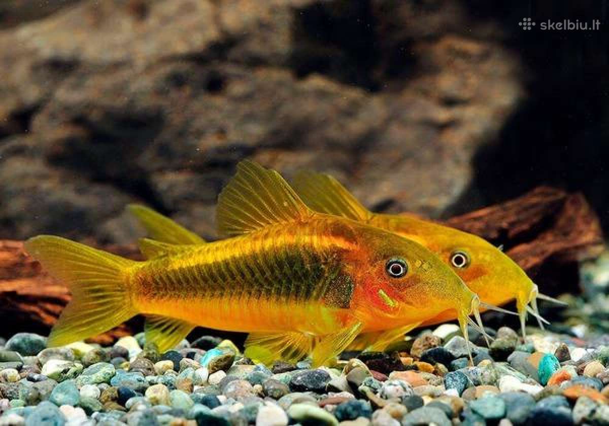 Nauja didele zuvu siunta! - nuotraukos Nr. 16