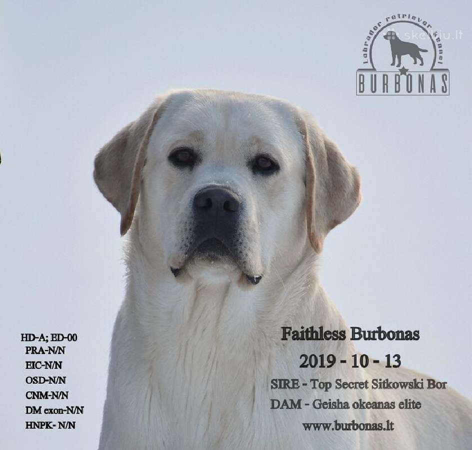 Patinas- reproduktorius. Jau turėjęs dvi vadas! - nuotraukos Nr. 9