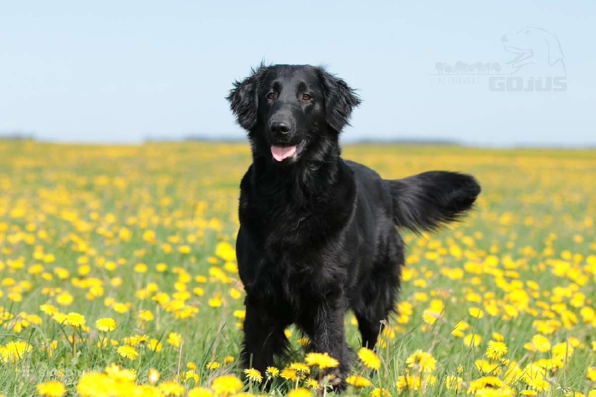 Lygiaplaukiai ir Labradoro retriveriai- Gojus - nuotraukos Nr. 36