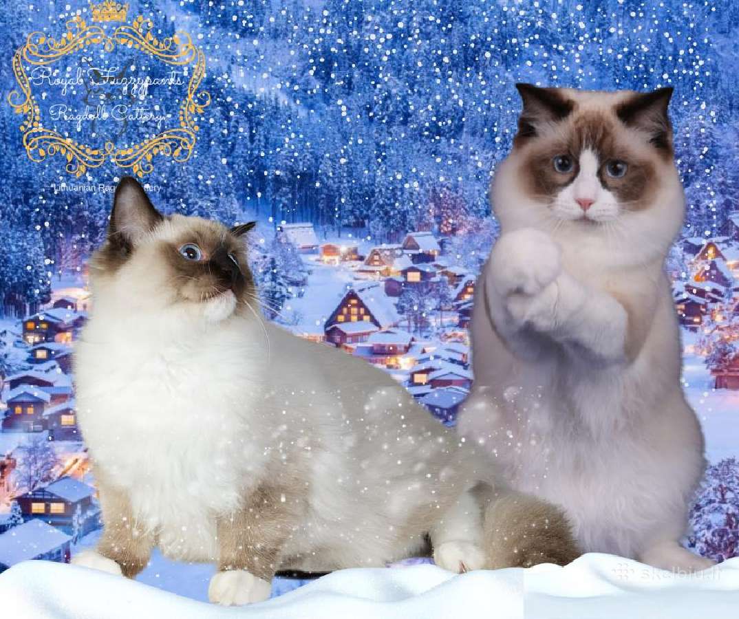 (Ragdoll /Skudurinukės) - nuotraukos Nr. 8