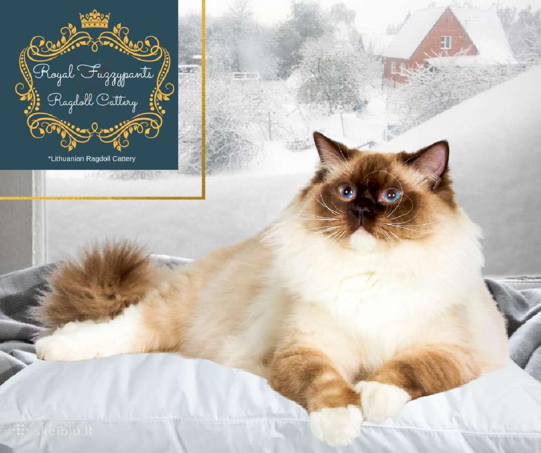 (Ragdoll /Skudurinukės) - nuotraukos Nr. 7