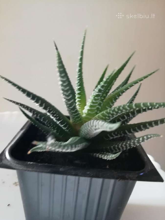 Sukulentas