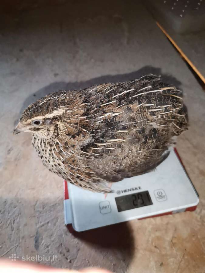 Putpelių gaidziukai 2€ vnt - nuotraukos Nr. 4