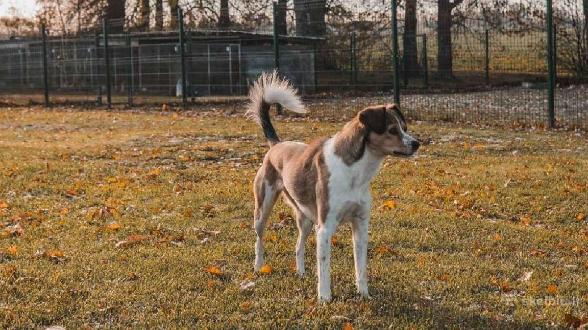 Bailiukės kalytės - nuotraukos Nr. 2