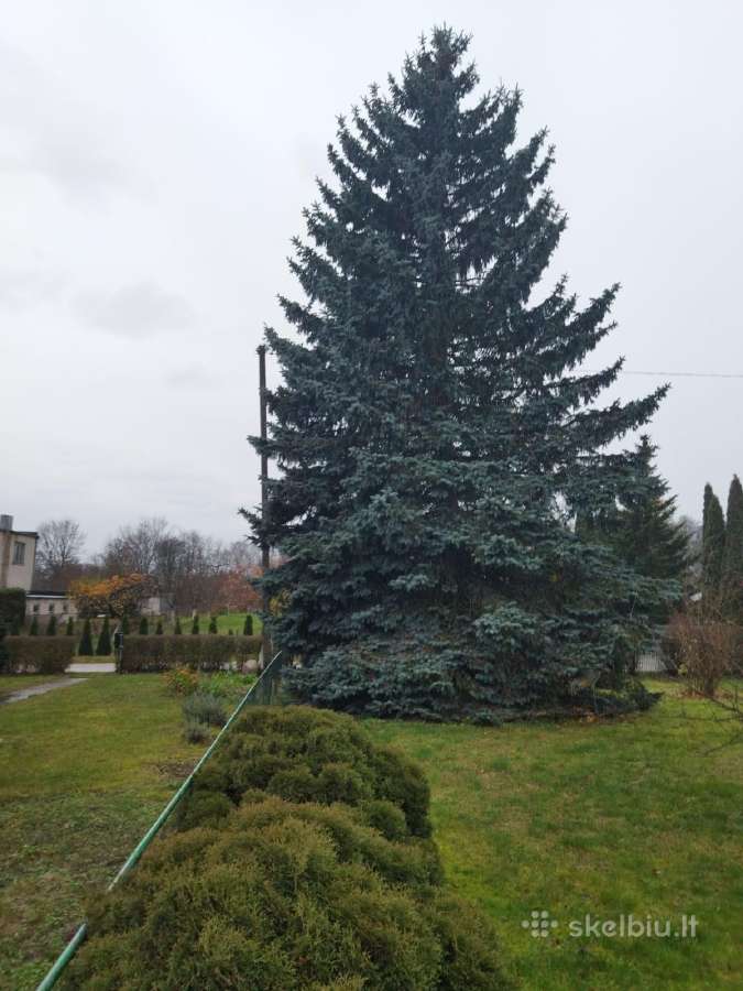Sidabrinė eglė 10 m