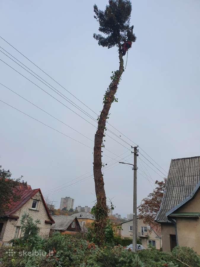 Sklypu Tvarkymas, šakų Išvž.medžiu pjovimas 24/7 - nuotraukos Nr. 10