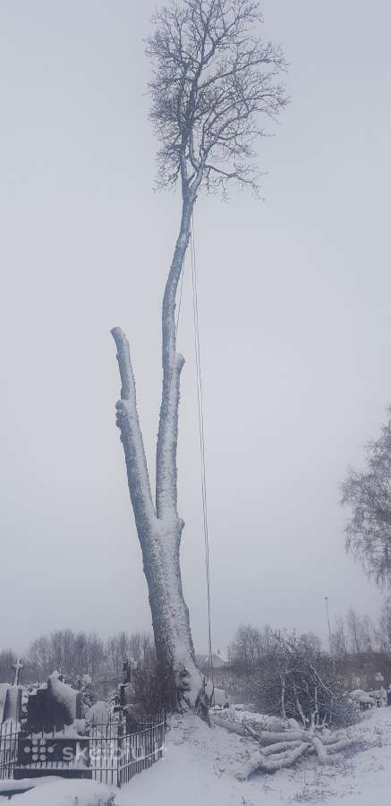 Medžių pjovimas, genėjimas - nuotraukos Nr. 22