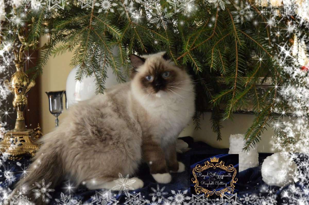 Ragdoll Veislynas Rezervacija - nuotraukos Nr. 17