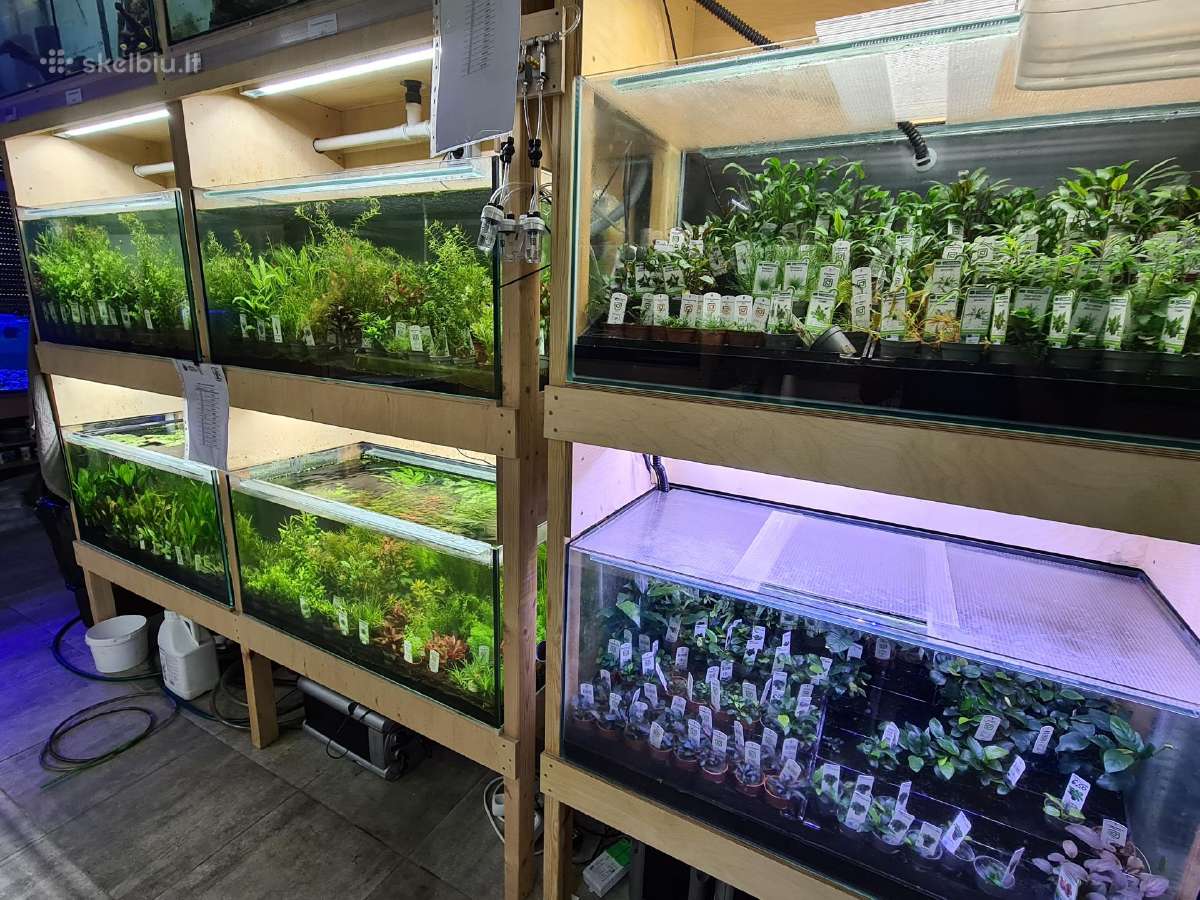 Gauta nauja augalų siunta iš "Aquaflora" (olandai)