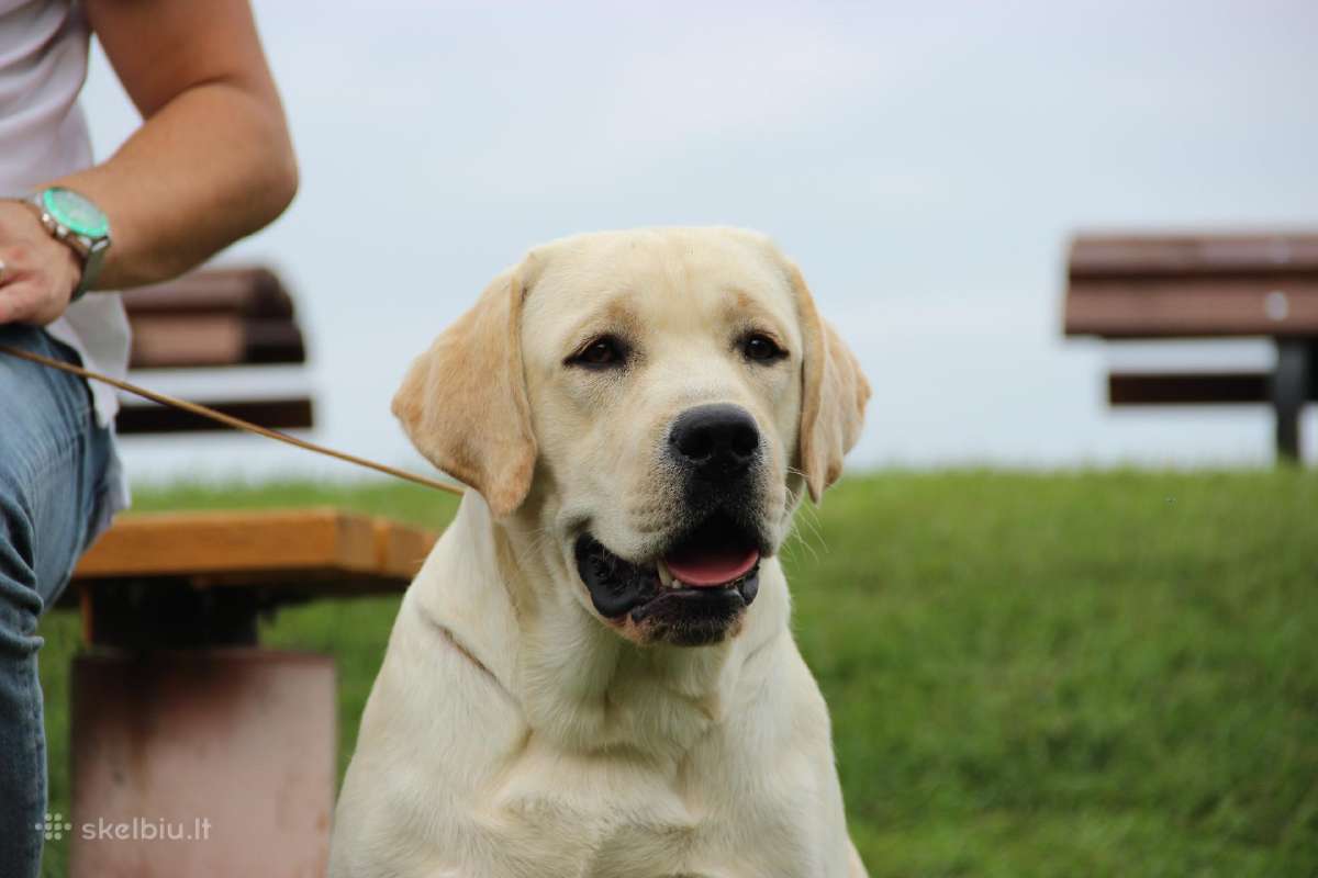 Labradoro retriveris reproduktorius - nuotraukos Nr. 19