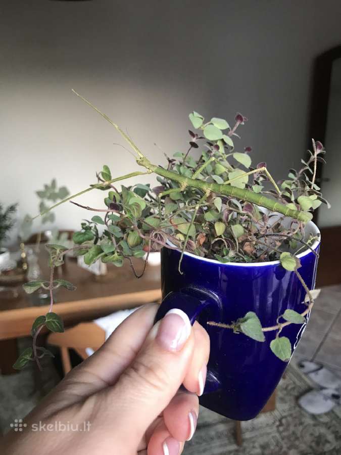 Gyvalazdės- įdomus augintinis, nereikia priežiūros - nuotraukos Nr. 3