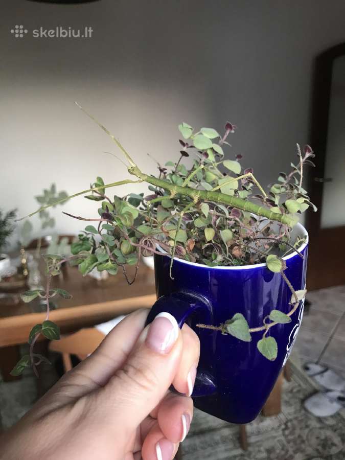 Gyvalazdės- įdomus augintinis, nereikia priežiūros - nuotraukos Nr. 8