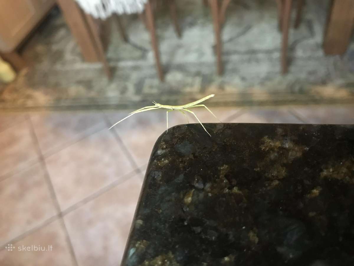 Gyvalazdės- įdomus augintinis, nereikia priežiūros - nuotraukos Nr. 2