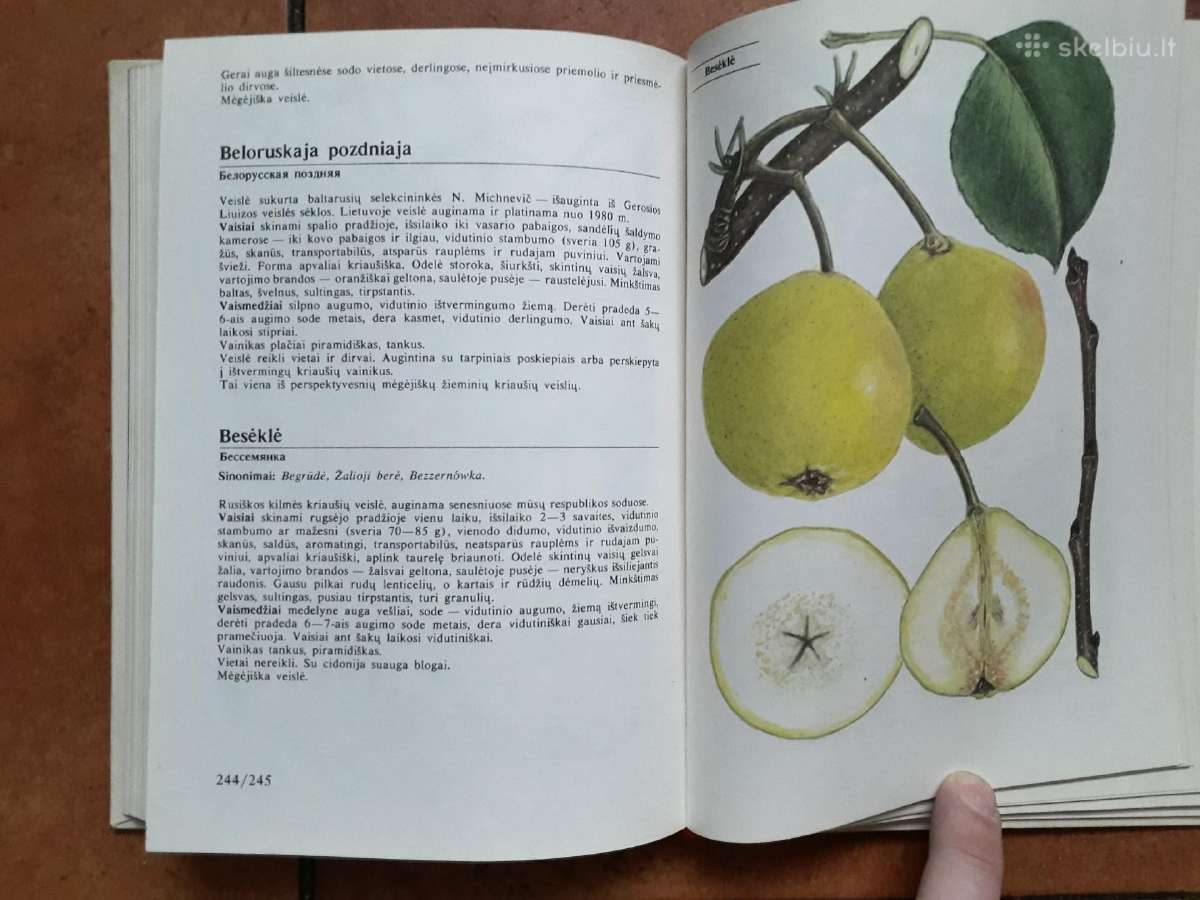 "Lietuvos pomologija" - nuotraukos Nr. 5