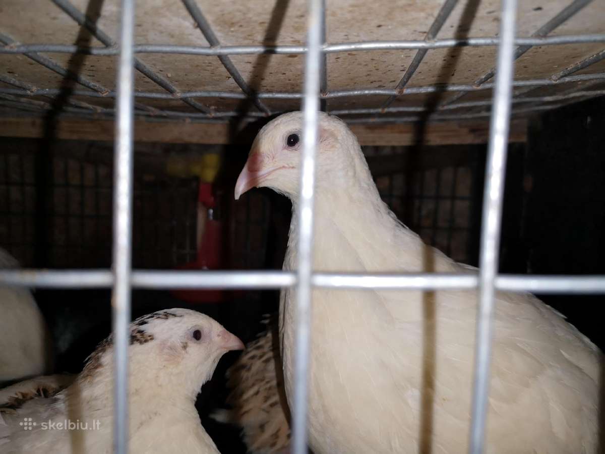 Putpelių gaidziukai 2€ vnt - nuotraukos Nr. 14