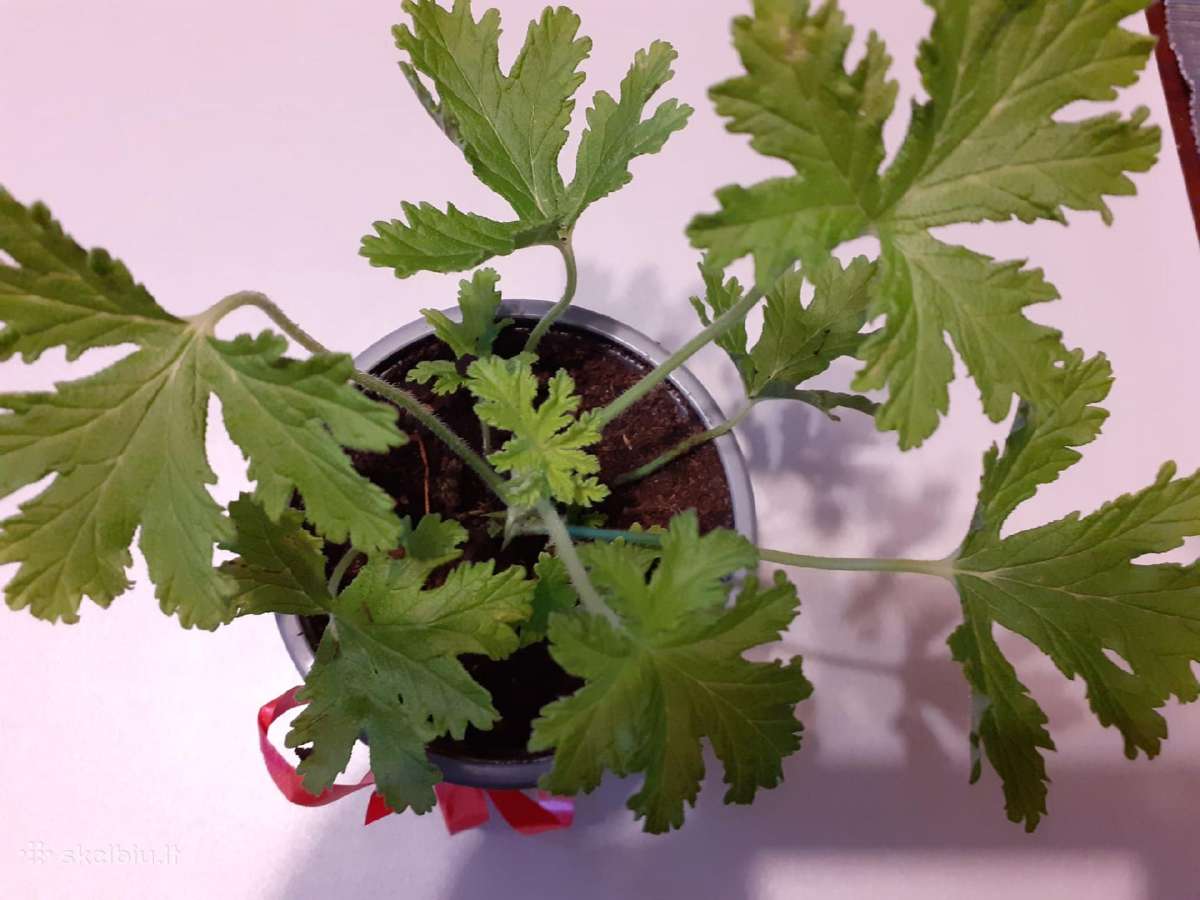 Vaistinis augalas Jeronimas - nuotraukos Nr. 2
