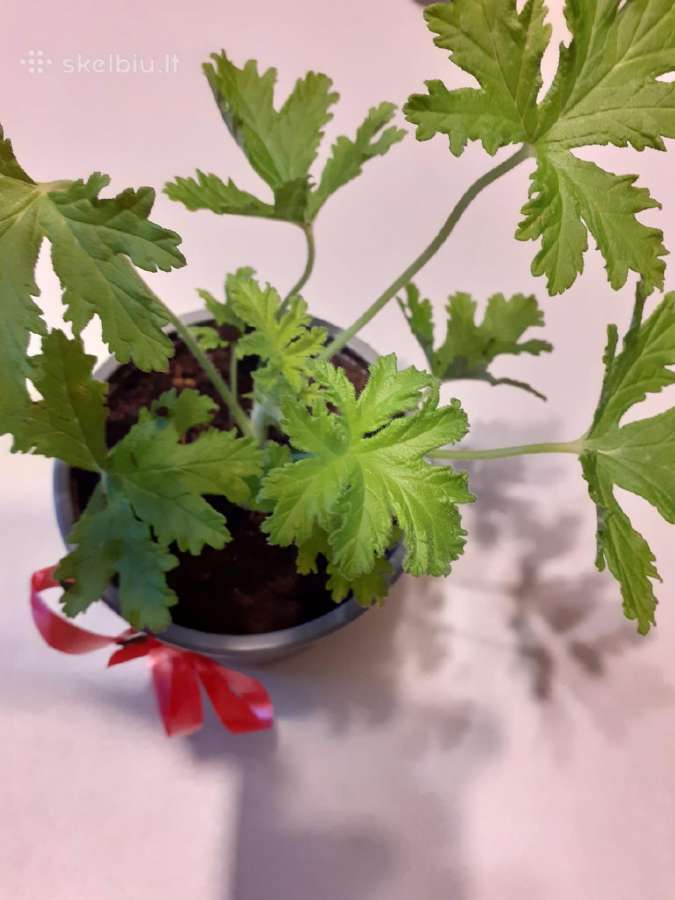 Vaistinis augalas Jeronimas - nuotraukos Nr. 3