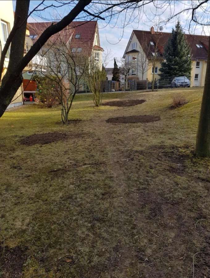 Kelmų frezavimas, naikinimas , šalinimas, rovimas - nuotraukos Nr. 17