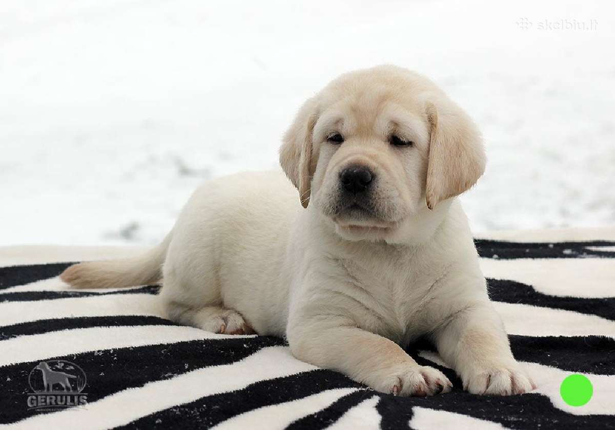 Kilmingi Labradoro retriverių veislės šuniukai - nuotraukos Nr. 34