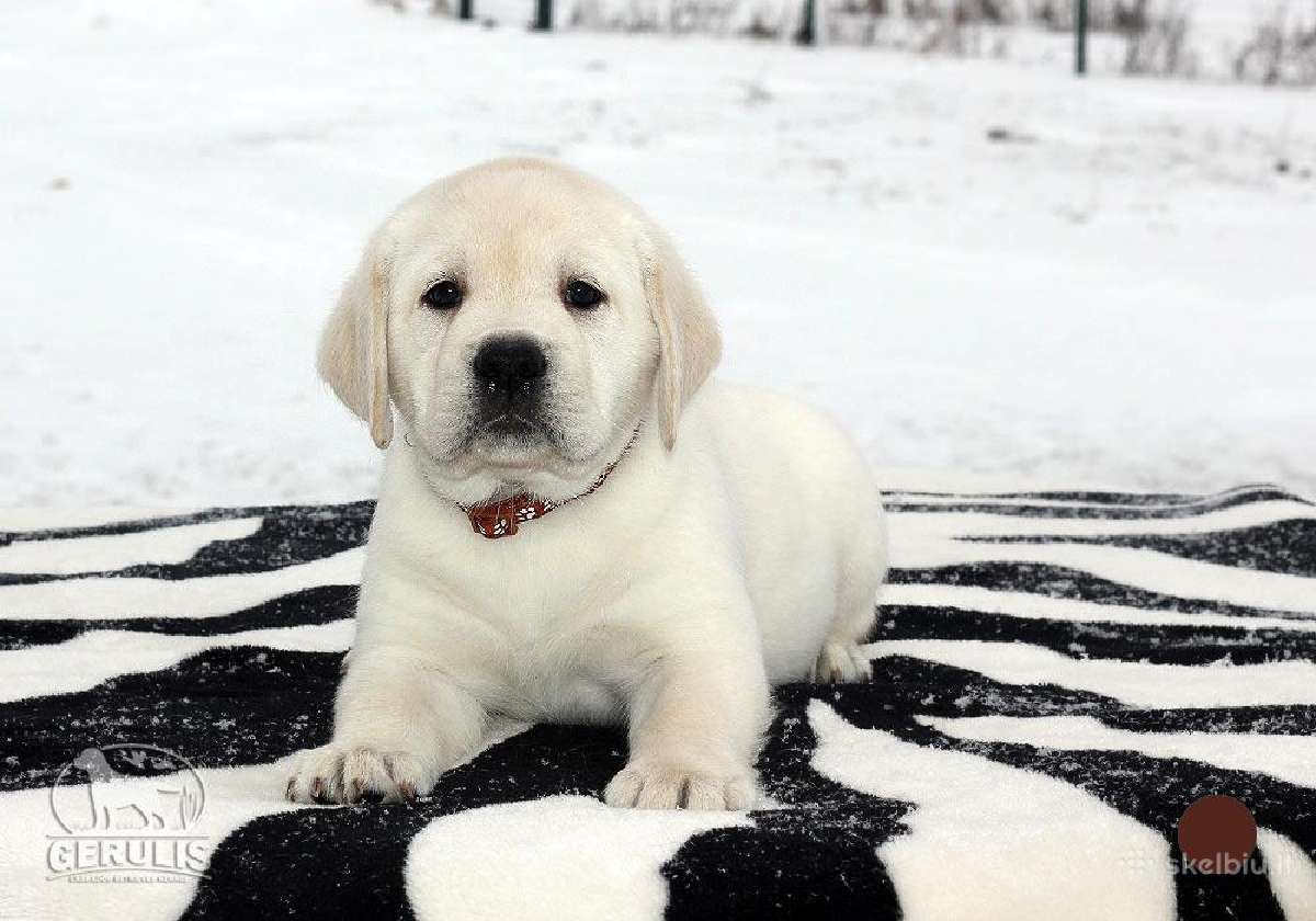 Kilmingi Labradoro retriverių veislės šuniukai - nuotraukos Nr. 35