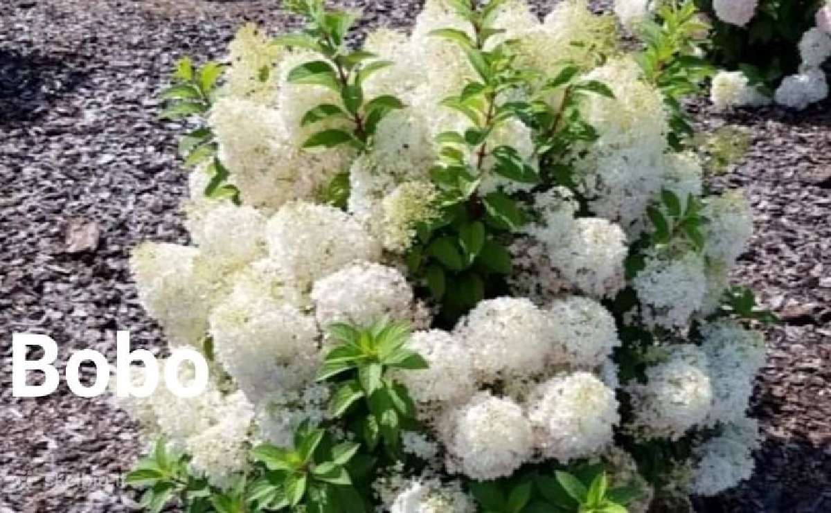 Hortenzijos