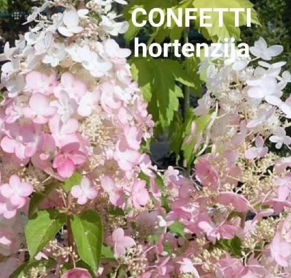 Hortenzijos - nuotraukos Nr. 3