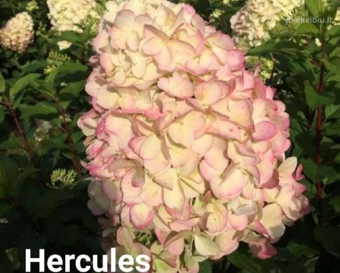 Hortenzijos - nuotraukos Nr. 7