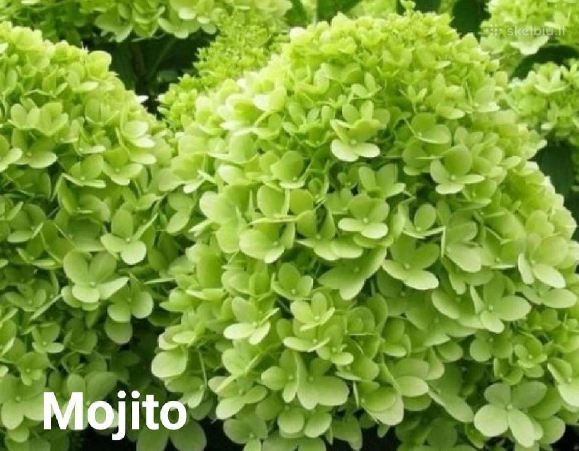 Hortenzijos - nuotraukos Nr. 17