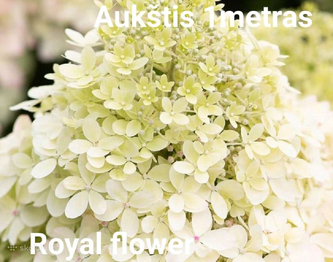 Hortenzijos - nuotraukos Nr. 24