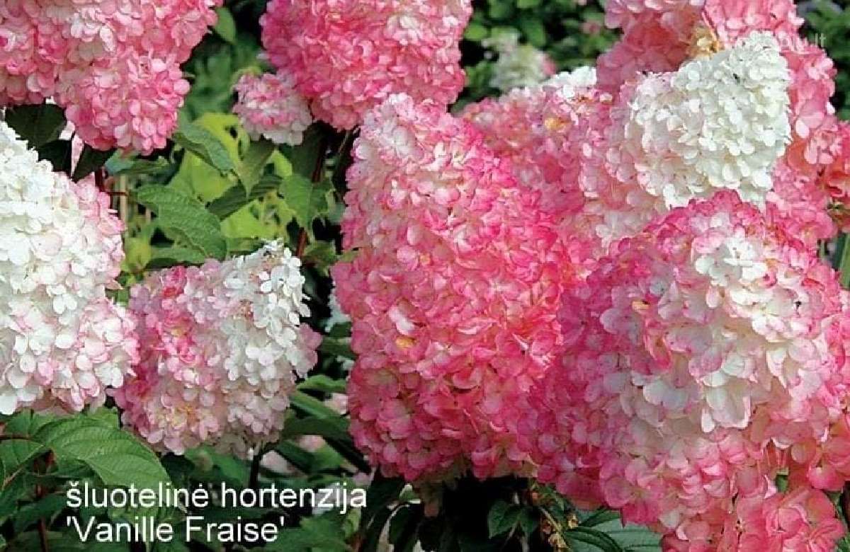 Hortenzijos - nuotraukos Nr. 25